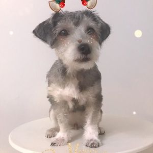 Meet your Posher, Ice